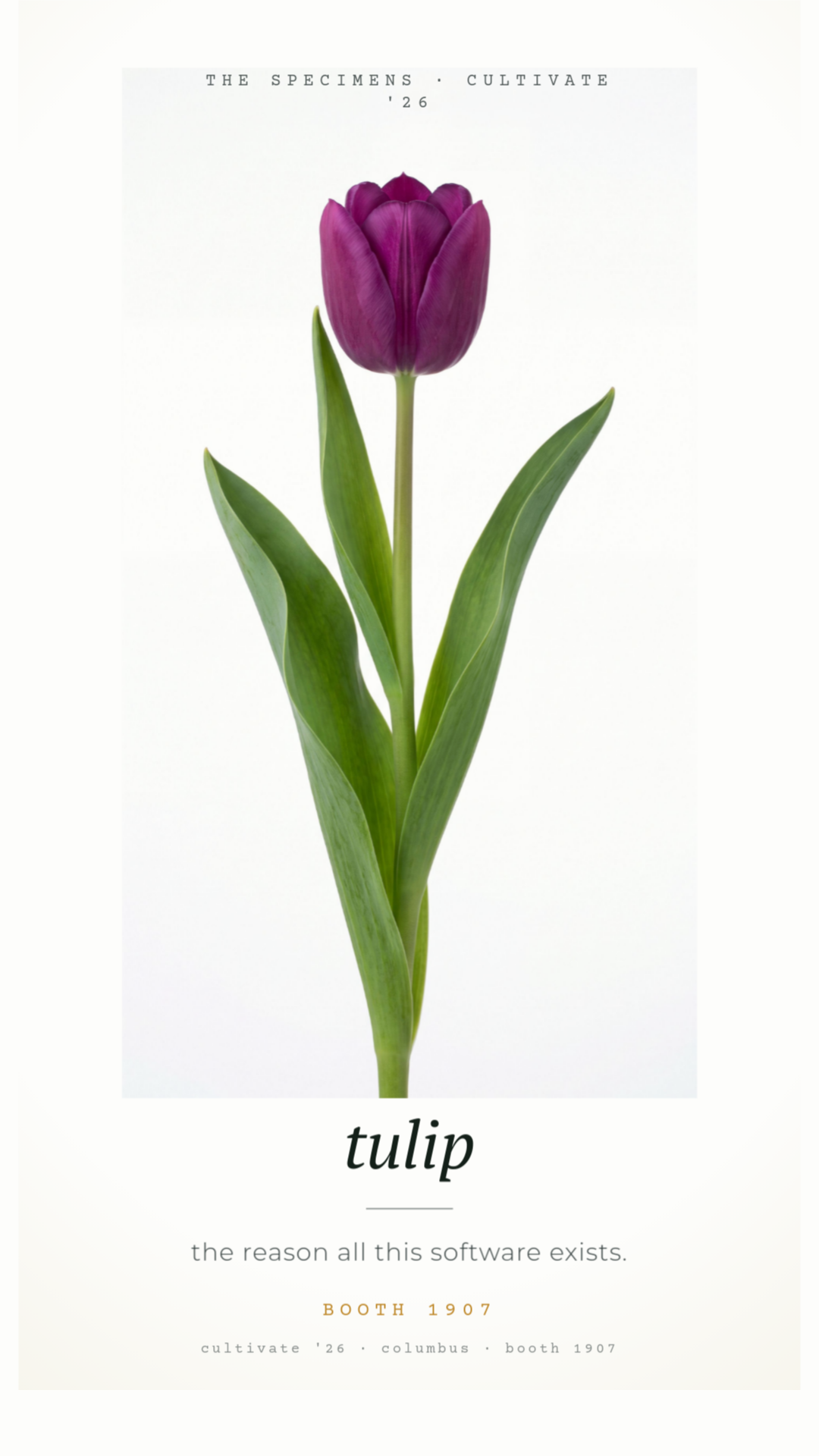 specimen-tulip