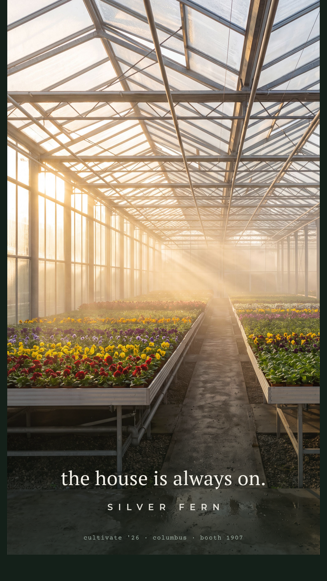 glasshouse-dawn