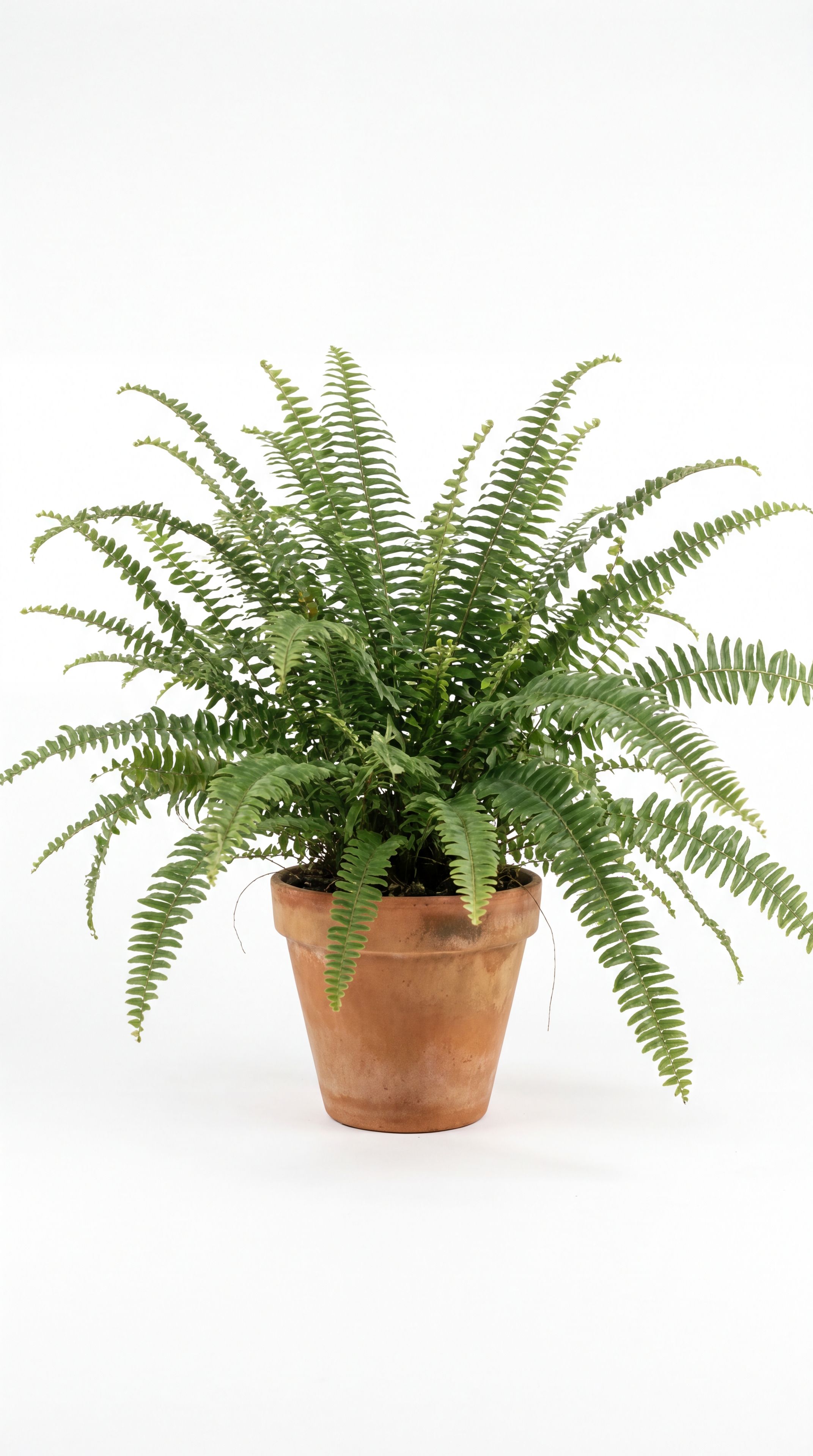 a boston fern in a clay pot on a white studio background