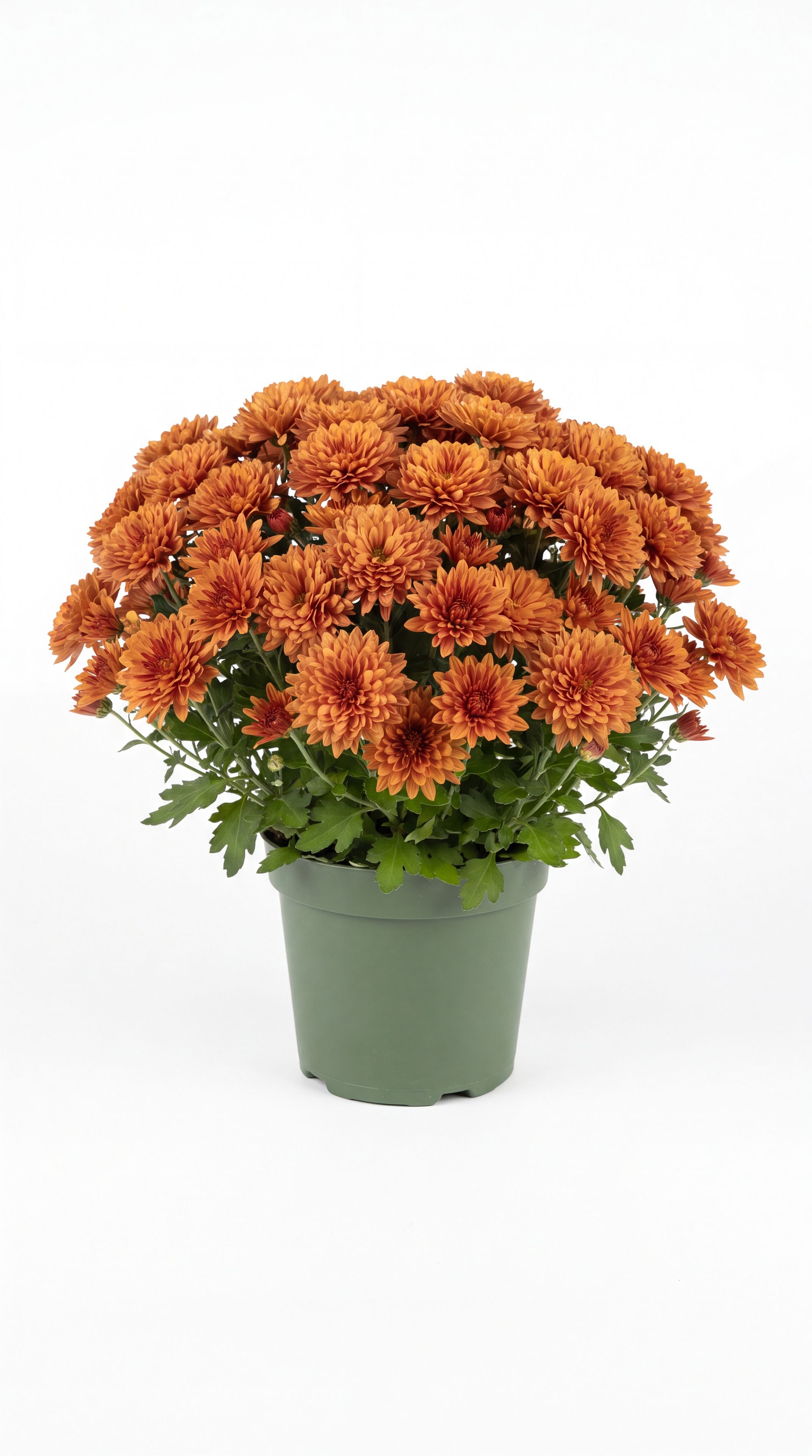 a bronze-orange potted chrysanthemum on a white studio background