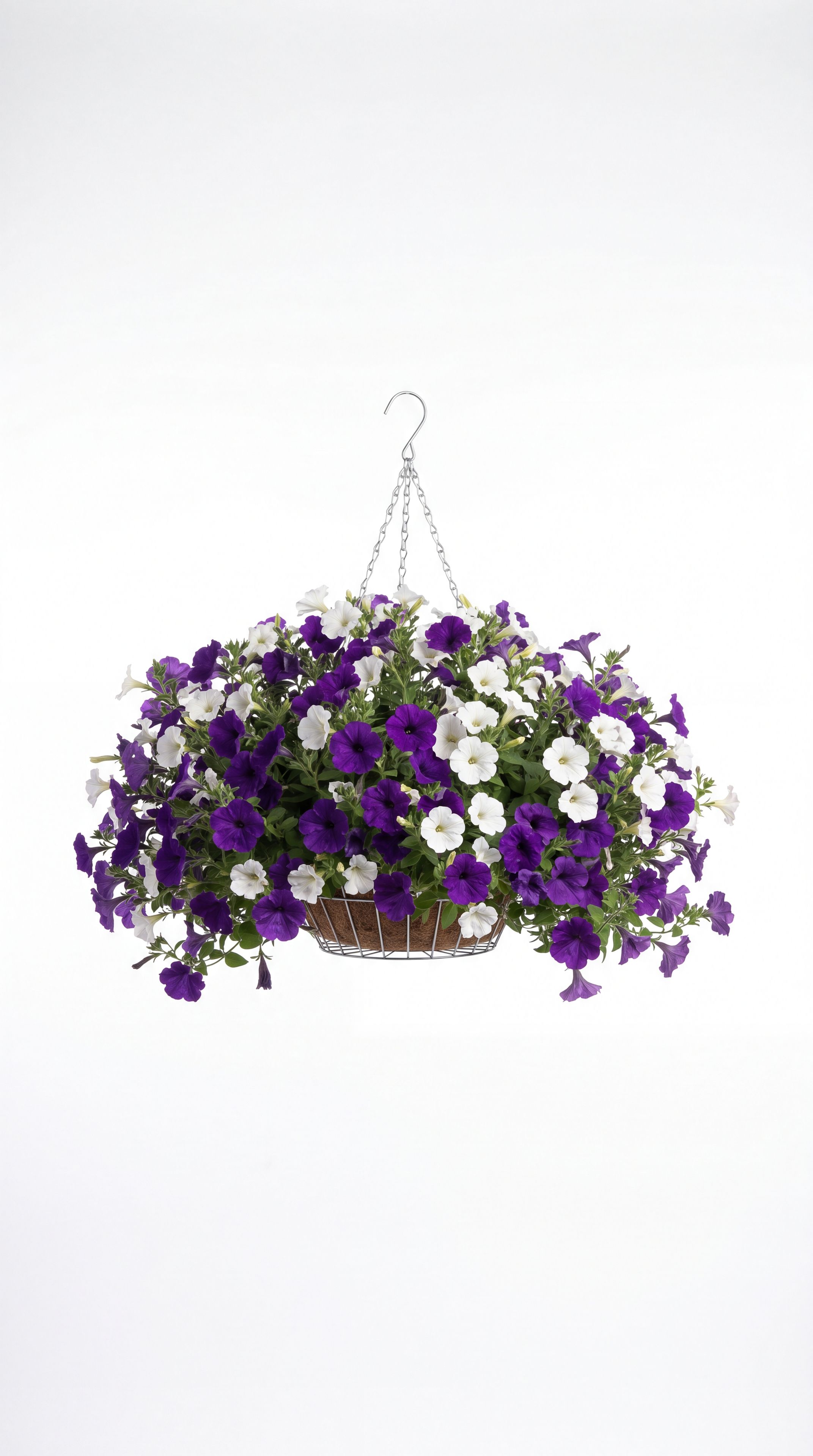 a purple and white petunia hanging basket on a white studio background