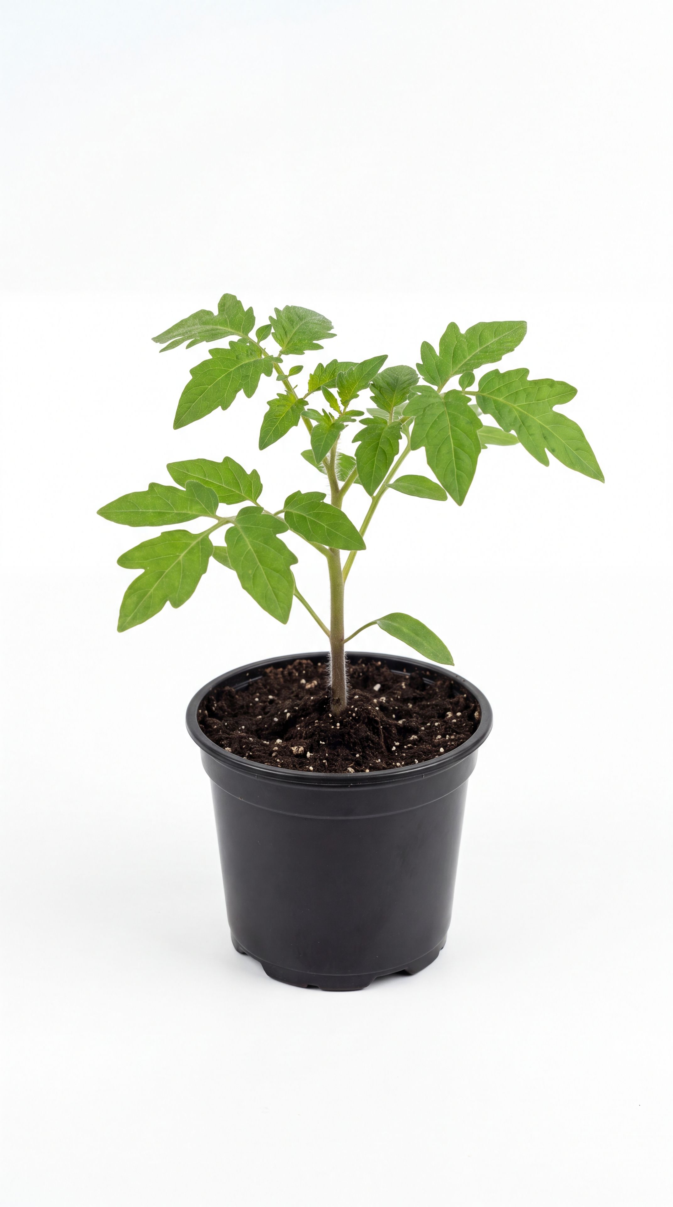 a young tomato start in a nursery pot on a white studio background