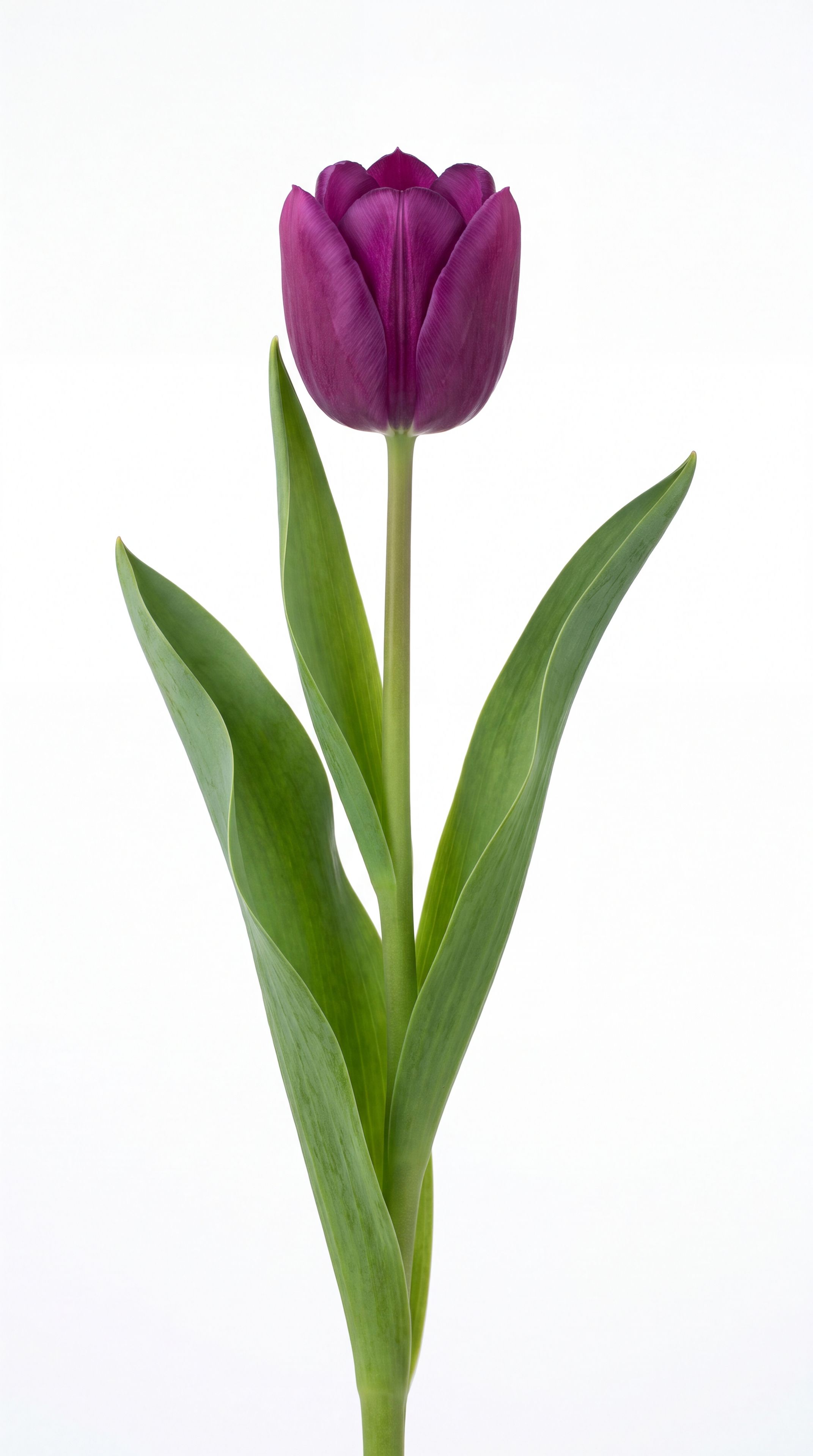 a single purple tulip on a white studio background